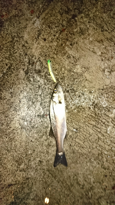 あけおめフィッシュ♪