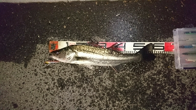 連日釣果でサイズアップ♪(*^^*)