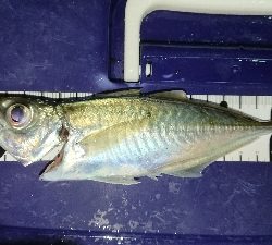 ニューロッド登場