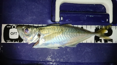 ニューロッド登場