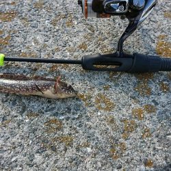 デイライトゲーム