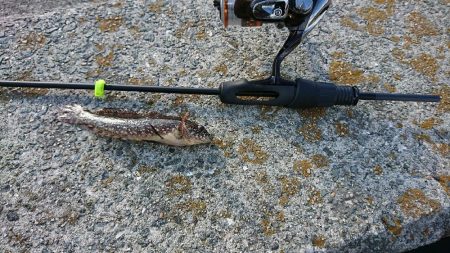 デイライトゲーム