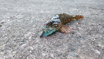 ライトルアーゲーム