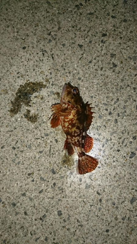 激渋メバリング