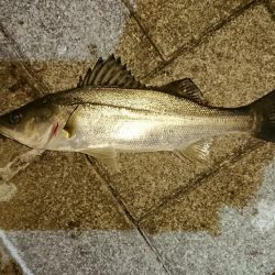 シーバスしかつれない