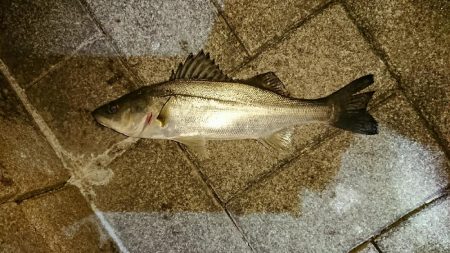 シーバスしかつれない