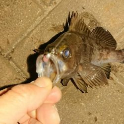 アジはおわり？