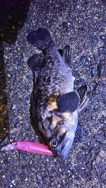 今シーズン初のメバル( ￣▽￣)