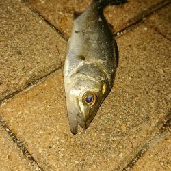 激寒チーバスのみ