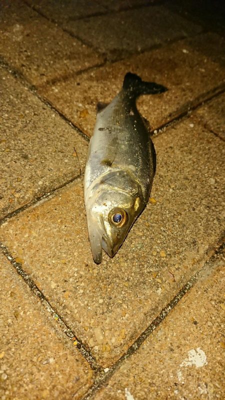 激寒チーバスのみ