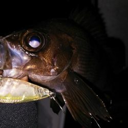 爆風メバリング