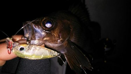 爆風メバリング