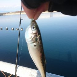 メバリングに来ましたが・・・