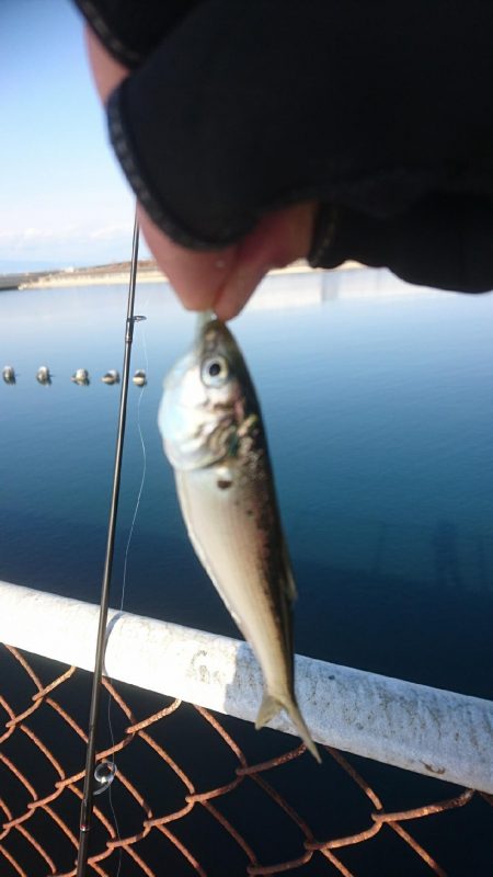 メバリングに来ましたが・・・