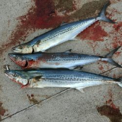 年明け1投目から…