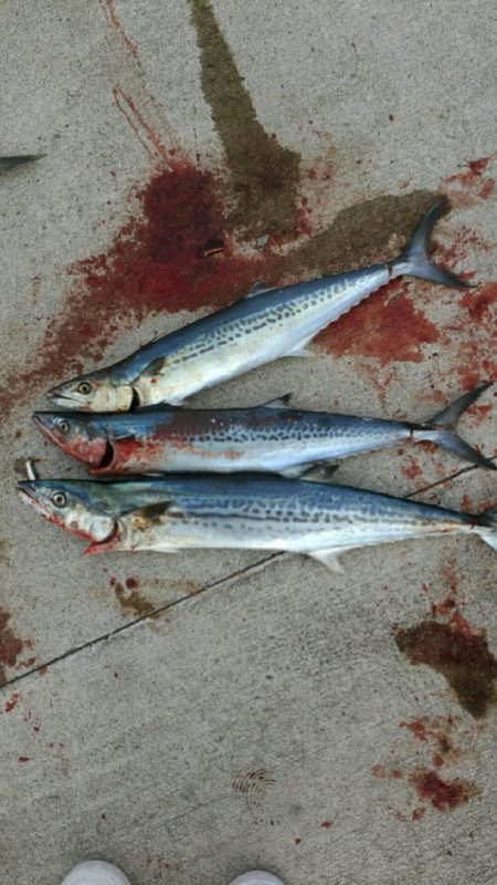 年明け1投目から…