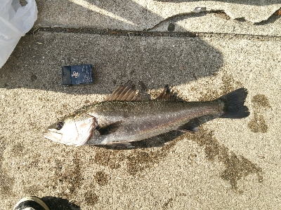 風強すぎ！寒すぎ！