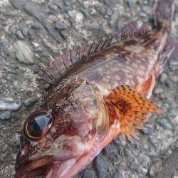 カサゴ ワームゲーム