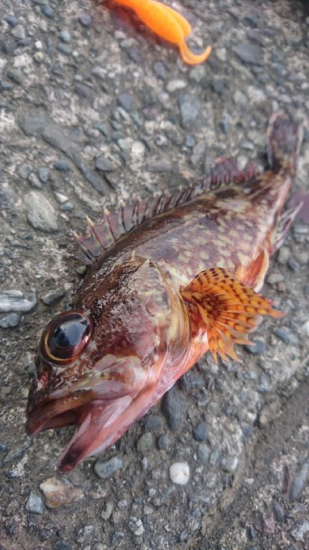 カサゴ ワームゲーム