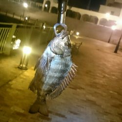 南港しか選択なかったんで、場所は舞洲付近です