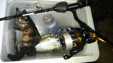 レブロス　ダイワのリールを使用したアジング情報　カンパリ投稿2017年12月まとめ