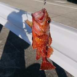 釣り部 釣行記 10