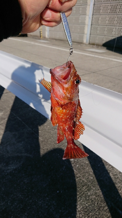 釣り部 釣行記 10