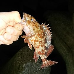 釣り部 釣行記 12