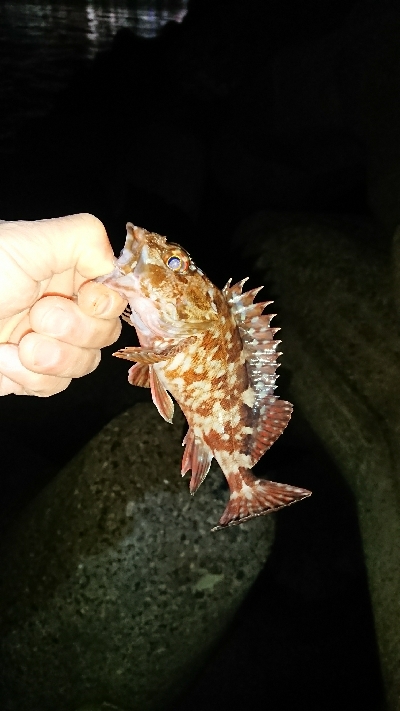 釣り部 釣行記 12