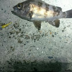 渋くなってきた