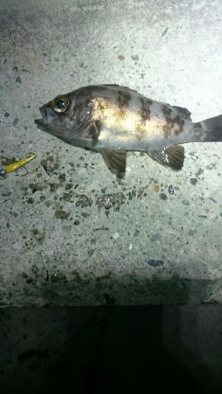 渋くなってきた