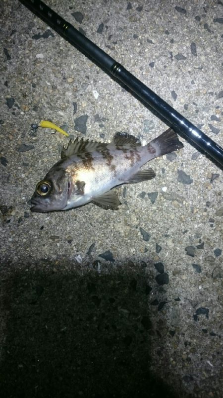 激渋メバリング