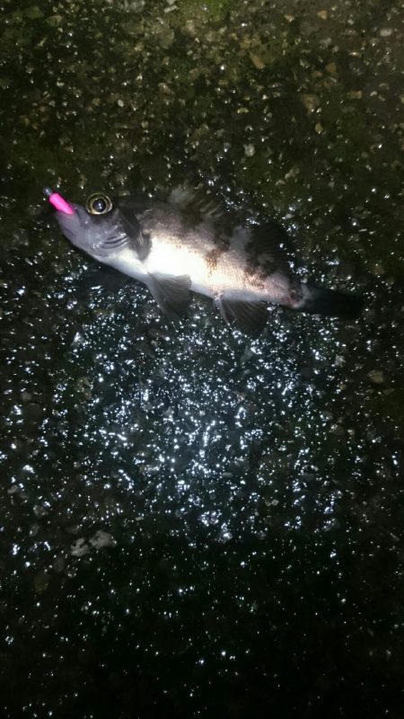 雨でもやりまっせ！