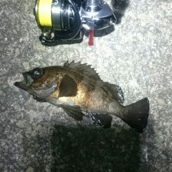 渋々メバリング