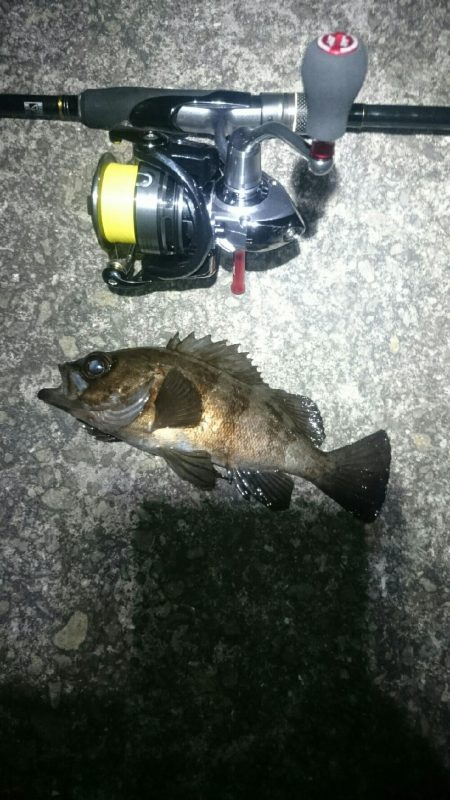 渋々メバリング