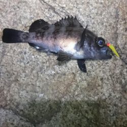 渋い状況でした。