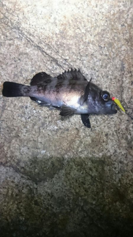 渋い状況でした。