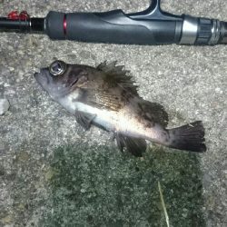 極寒メバリング