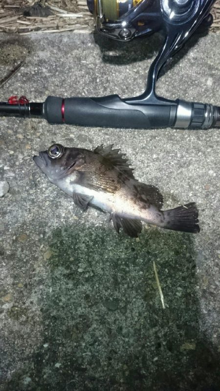 極寒メバリング