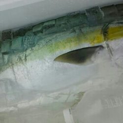 鳥羽ジギング！