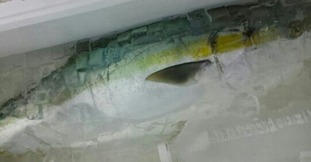 鳥羽ジギング！