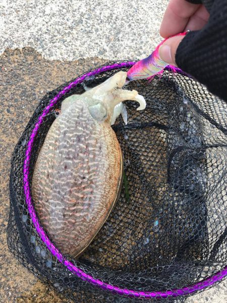 エギング　コウイカ 京都の開幕時期　2017コウイカ（甲イカ）春の投稿まとめ！