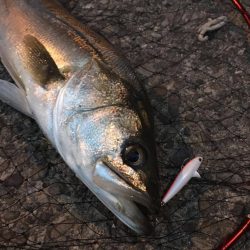 シーバス　バチ抜け　大阪湾の時期・シーズン　2017オススメ記事