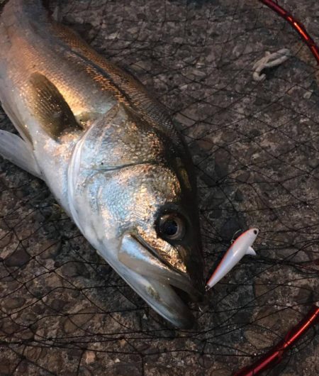 シーバス　バチ抜け　大阪湾の時期・シーズン　2017オススメ記事