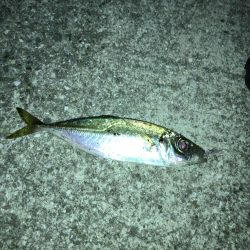 レブロス　ダイワのリールを使用したアジング情報 カンパリ投稿2017年（前編）