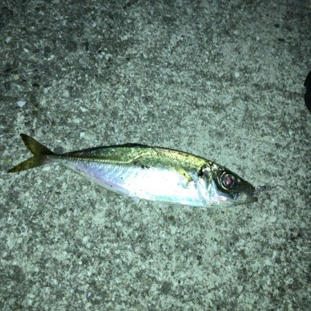 レブロス　ダイワのリールを使用したアジング情報 カンパリ投稿2017年（前編）