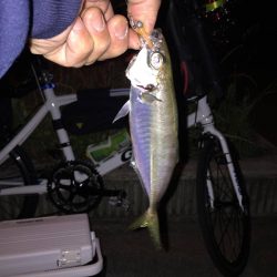 アジング・アジ　大阪の春　2017アジング・アジ春の投稿まとめ！