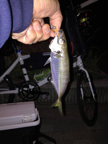 アジング・アジ　大阪の春　2017アジング・アジ春の投稿まとめ！