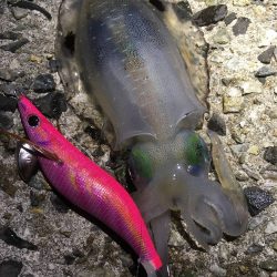 エギング　兵庫県（神戸）秋イカの時期　2017アオリイカ　秋の投稿まとめ！