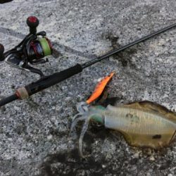 セフィア CI4+ リールを使用したエギング　和歌山2017投稿まとめ！